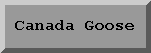 Canada Goose